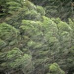 Un outil pour comprendre l’impact des changements climatiques sur les opérations forestières en Colombie-Britannique