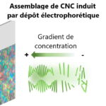 Publication d’un article scientifique sur l’autoassemblage rapide de cellulose nanocristalline et de films hybrides photoniques adaptables par électrophorèse