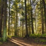 Communiqué: FPInnovations appuie le nouveau plan d’action de l’Ontario pour stimuler le secteur forestier