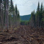 Essai de pyrosylviculture Pyrosilviculture 2
