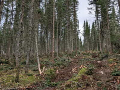 Pyrosilviculture Pyrosilviculture