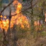Wildfire, burning flames in the forest
